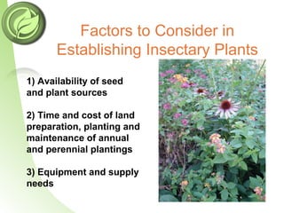 Factors to Consider in
Establishing Insectary Plants
1) Availability of seed
and plant sources
2) Time and cost of land
preparation, planting and
maintenance of annual
and perennial plantings
3) Equipment and supply
needs
 
