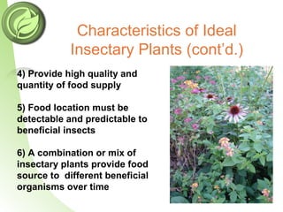 Characteristics of Ideal
Insectary Plants (cont’d.)
4) Provide high quality and
quantity of food supply
5) Food location must be
detectable and predictable to
beneficial insects
6) A combination or mix of
insectary plants provide food
source to different beneficial
organisms over time
 