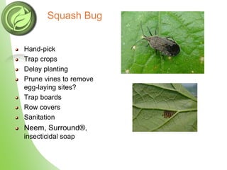 Insect Hand Picking Organic pest management | PPTX