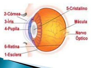 pdpt ruido proxima aula 3008.pdf