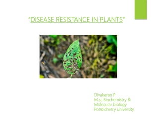 “DISEASE RESISTANCE IN PLANTS”
Divakaran P
M.sc.Biochemistry &
Molecular biology
Pondicherry university.
 