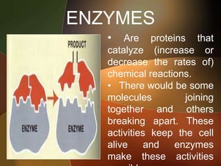 ENZYMES
• Are proteins that
catalyze (increase or
decrease the rates of)
chemical reactions.
• There would be some
molecules joining
together and others
breaking apart. These
activities keep the cell
alive and enzymes
make these activities
 