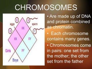CHROMOSOMES
• Are made up of DNA
and protein combined
as chromatin.
• Each chromosome
contains many genes.
• Chromosomes come
in pairs: one set from
the mother; the other
set from the father
 