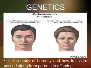 GENETICS
• Is the study of heredity and how traits are
passed along from parents to offspring.
 