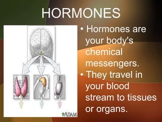 HORMONES
• Hormones are
your body's
chemical
messengers.
• They travel in
your blood
stream to tissues
or organs.
 