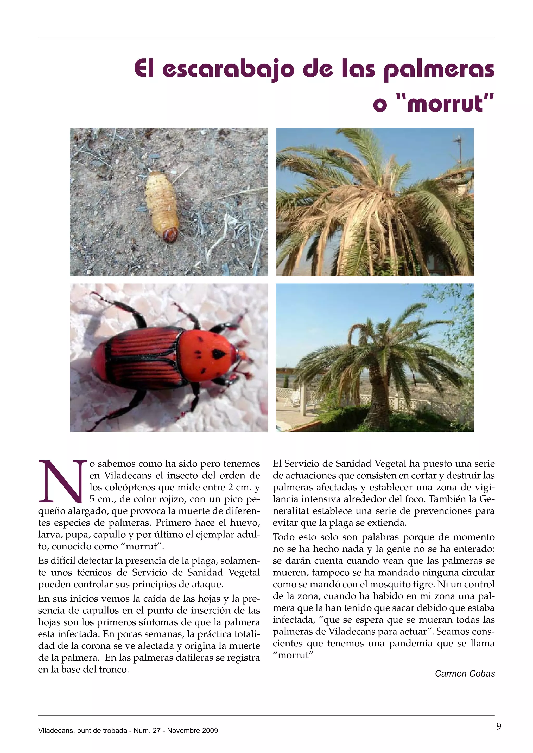 El escarabajo de las palmeras
                                                o “morrut”




N
             o sabemos como ha sido pero tenemos         El Servicio de Sanidad Vegetal ha puesto una serie
             en Viladecans el insecto del orden de       de actuaciones que consisten en cortar y destruir las
             los coleópteros que mide entre 2 cm. y      palmeras afectadas y establecer una zona de vigi-
             5 cm., de color rojizo, con un pico pe-     lancia intensiva alrededor del foco. También la Ge-
queño alargado, que provoca la muerte de diferen-        neralitat establece una serie de prevenciones para
tes especies de palmeras. Primero hace el huevo,         evitar que la plaga se extienda.
larva, pupa, capullo y por último el ejemplar adul-      Todo esto solo son palabras porque de momento
to, conocido como “morrut”.                              no se ha hecho nada y la gente no se ha enterado:
Es difícil detectar la presencia de la plaga, solamen-   se darán cuenta cuando vean que las palmeras se
te unos técnicos de Servicio de Sanidad Vegetal          mueren, tampoco se ha mandado ninguna circular
pueden controlar sus principios de ataque.               como se mandó con el mosquito tigre. Ni un control
En sus inicios vemos la caída de las hojas y la pre-     de la zona, cuando ha habido en mi zona una pal-
sencia de capullos en el punto de inserción de las       mera que la han tenido que sacar debido que estaba
hojas son los primeros síntomas de que la palmera        infectada, “que se espera que se mueran todas las
esta infectada. En pocas semanas, la práctica totali-    palmeras de Viladecans para actuar”. Seamos cons-
dad de la corona se ve afectada y origina la muerte      cientes que tenemos una pandemia que se llama
de la palmera. En las palmeras datileras se registra     “morrut”
en la base del tronco.                                                                         Carmen Cobas




Viladecans, punt de trobada - Núm. 27 - Novembre 2009                                                            9
 