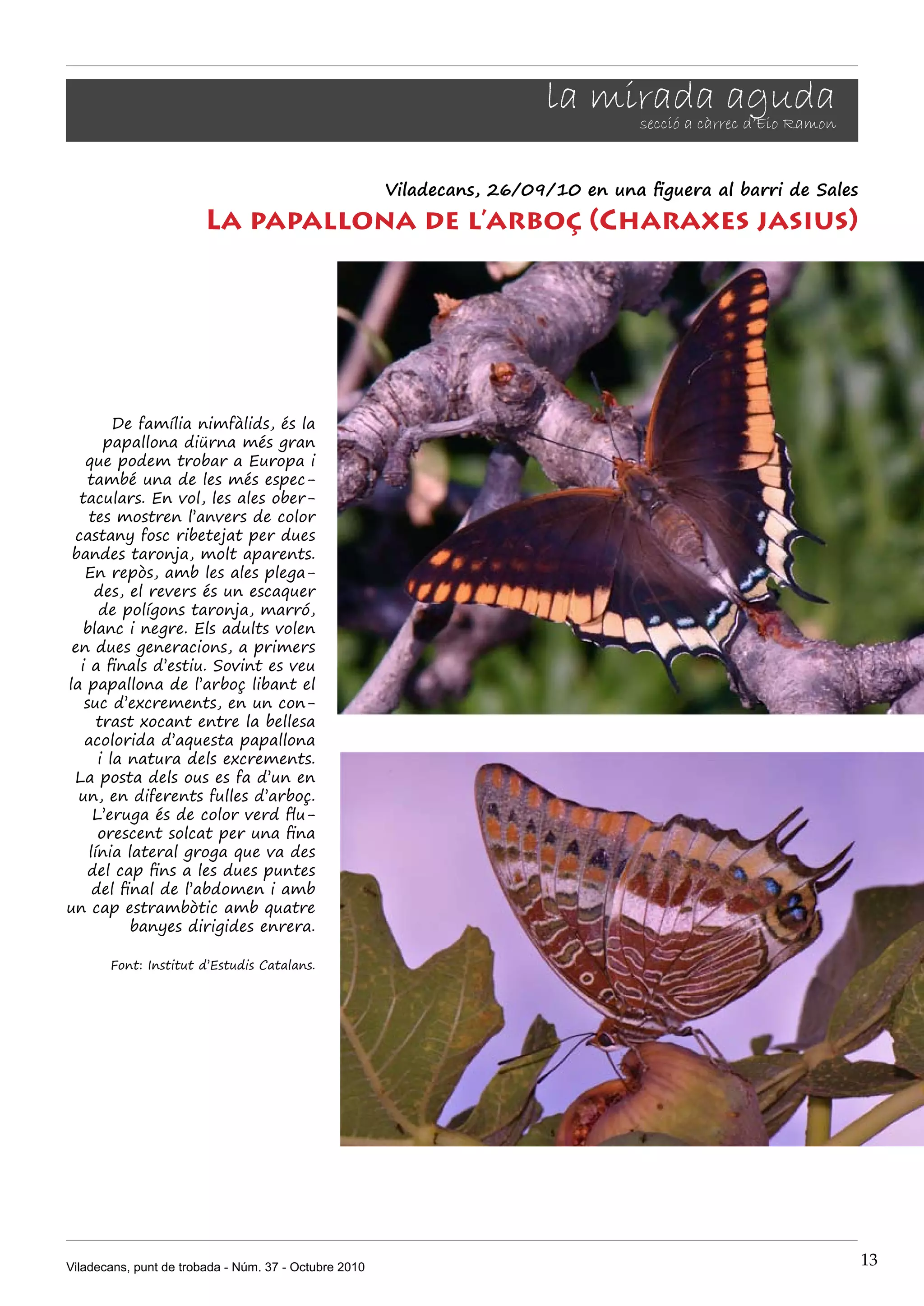 la mirada aguda
                                                                              secció a càrrec d’Eio Ramon


                                                       Viladecans, 26/09/10 en una figuera al barri de Sales
                        La papallona de l’arboç (Charaxes jasius)




         De família nimfàlids, és la
       papallona diürna més gran
   que podem trobar a Europa i
    també una de les més espec-
  taculars. En vol, les ales ober-
    tes mostren l’anvers de color
 castany fosc ribetejat per dues
 bandes taronja, molt aparents.
   En repòs, amb les ales plega-
     des, el revers és un escaquer
      de polígons taronja, marró,
   blanc i negre. Els adults volen
 en dues generacions, a primers
  i a finals d’estiu. Sovint es veu
la papallona de l’arboç libant el
   suc d’excrements, en un con-
      trast xocant entre la bellesa
   acolorida d’aquesta papallona
      i la natura dels excrements.
 La posta dels ous es fa d’un en
  un, en diferents fulles d’arboç.
     L’eruga és de color verd flu-
      orescent solcat per una fina
    línia lateral groga que va des
    del cap fins a les dues puntes
     del final de l’abdomen i amb
un cap estrambòtic amb quatre
           banyes dirigides enrera.

       Font: Institut d’Estudis Catalans.




Viladecans, punt de trobada - Núm. 37 - Octubre 2010                                                           13
 