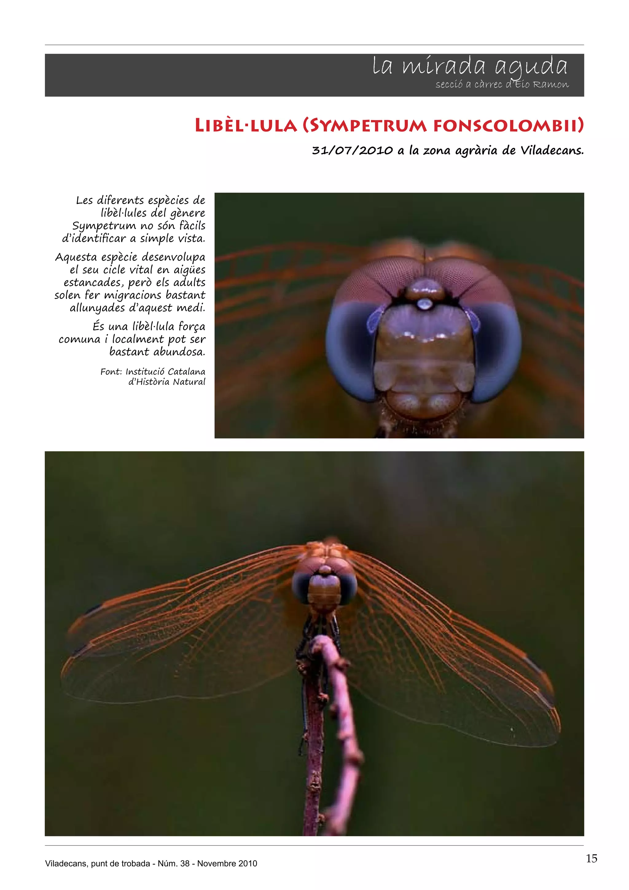 Viladecans, punt de trobada - Núm. 38 - Novembre 2010 15
la mirada agudasecció a càrrec d’Eio Ramon
Libèl·lula (Sympetrum fonscolombii)
31/07/2010 a la zona agrària de Viladecans.
Les diferents espècies de
libèl·lules del gènere
Sympetrum no són fàcils
d’identificar a simple vista.
Aquesta espècie desenvolupa
el seu cicle vital en aigües
estancades, però els adults
solen fer migracions bastant
allunyades d’aquest medi.
És una libèl·lula força
comuna i localment pot ser
bastant abundosa.
Font: Institució Catalana
d’Història Natural
 