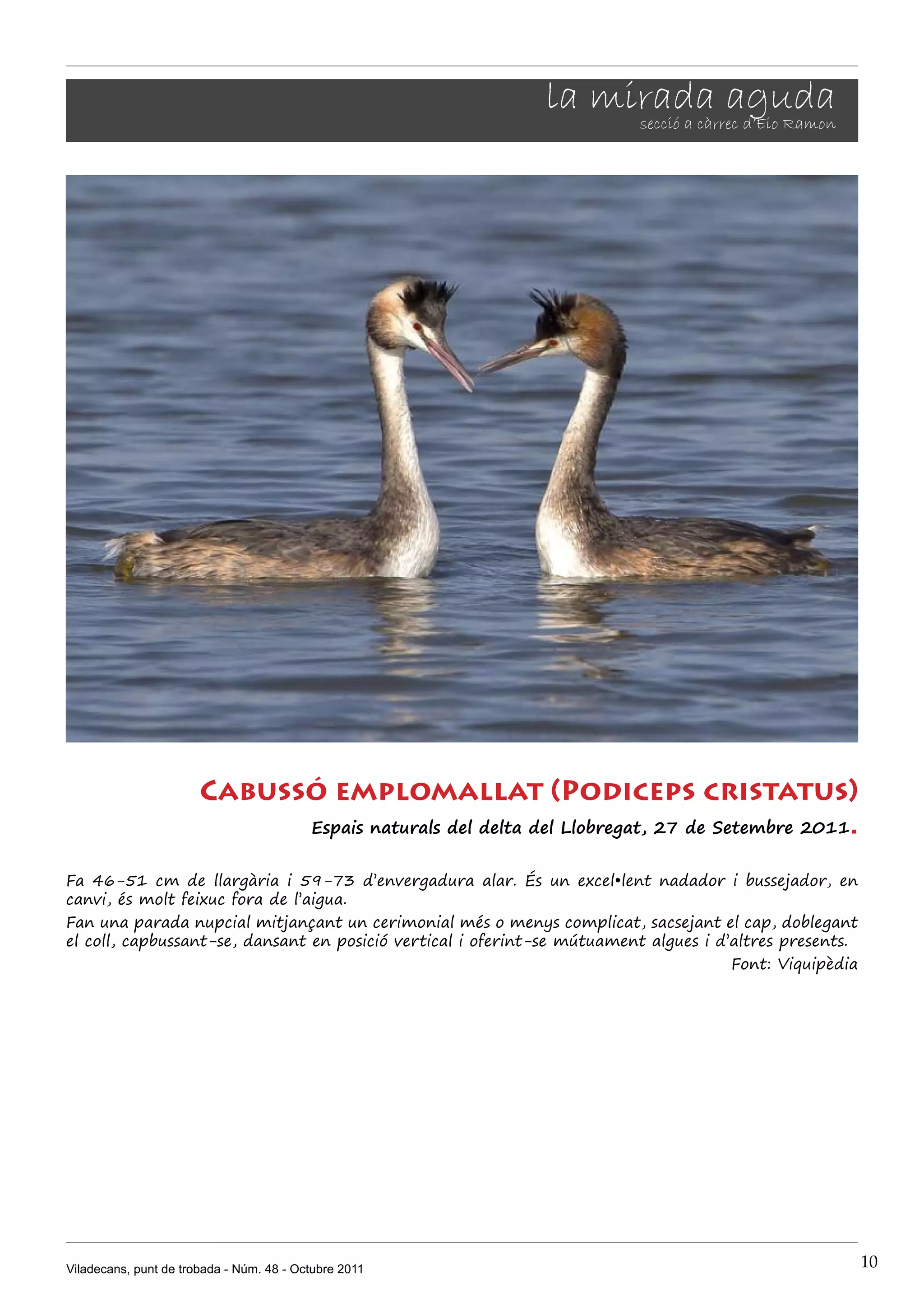 la mirada aguda
                                                                  secció a càrrec d’Eio Ramon




                       Cabussó emplomallat (Podiceps cristatus)
                             Espais naturals del delta del Llobregat, 27 de Setembre 2011.


Fa 46-51 cm de llargària i 59-73 d’envergadura alar. És un excel•lent nadador i bussejador, en
canvi, és molt feixuc fora de l’aigua.
Fan una parada nupcial mitjançant un cerimonial més o menys complicat, sacsejant el cap, doblegant
el coll, capbussant-se, dansant en posició vertical i oferint-se mútuament algues i d’altres presents.
                                                                                      Font: Viquipèdia




Viladecans, punt de trobada - Núm. 48 - Octubre 2011                                                     10
 