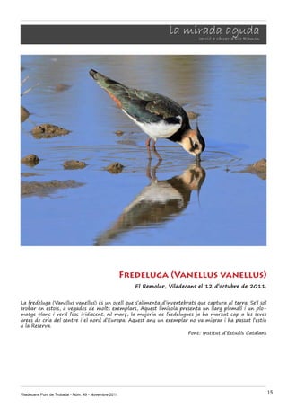 la mirada aguda
                                                                           secció a càrrec d’Eio Ramon




                                                       Fredeluga (Vanellus vanellus)
                                                          El Remolar, Viladecans el 12 d’octubre de 2011.


La fredeluga (Vanellus vanellus) és un ocell que s’alimenta d’invertebrats que captura al terra. Se’l sol
trobar en estols, a vegades de molts exemplars, Aquest limícola presenta un llarg plomall i un plo-
matge blanc i verd fosc iridiscent. Al març, la majoria de fredelugues ja ha marxat cap a les seves
àrees de cria del centre i el nord d’Europa. Aquest any un exemplar no va migrar i ha passat l’estiu
a la Reserva.
                                                                       Font: Institut d’Estudis Catalans




Viladecans Punt de Trobada - Núm. 49 - Novembre 2011                                                        15
 