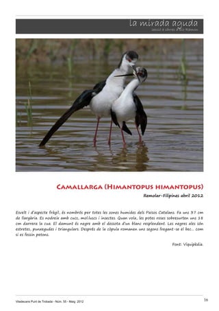 Viladecans Punt de Trobada - Núm. 55 - Maig 2012 16
la mirada aguda
secció a càrrec d’Eio Ramon
Camallarga (Himantopus himantopus)
Remolar-Filipines abril 2012
Esvelt i d’aspecte fràgil, és nombrós per totes les zones humides dels Països Catalans. Fa uns 37 cm
de llargària. Es nodreix amb cucs, mol.luscs i insectes. Quan vola, les potes roses sobresurten uns 18
cm darrera la cua. El damunt és negre amb el dessota d’un blanc resplendent. Les negres ales són
estretes, punxegudes i triangulars. Després de la còpula romanen uns segons fregant-se el bec... com
si es fessin petons.
Font: Viquipèdia.
 