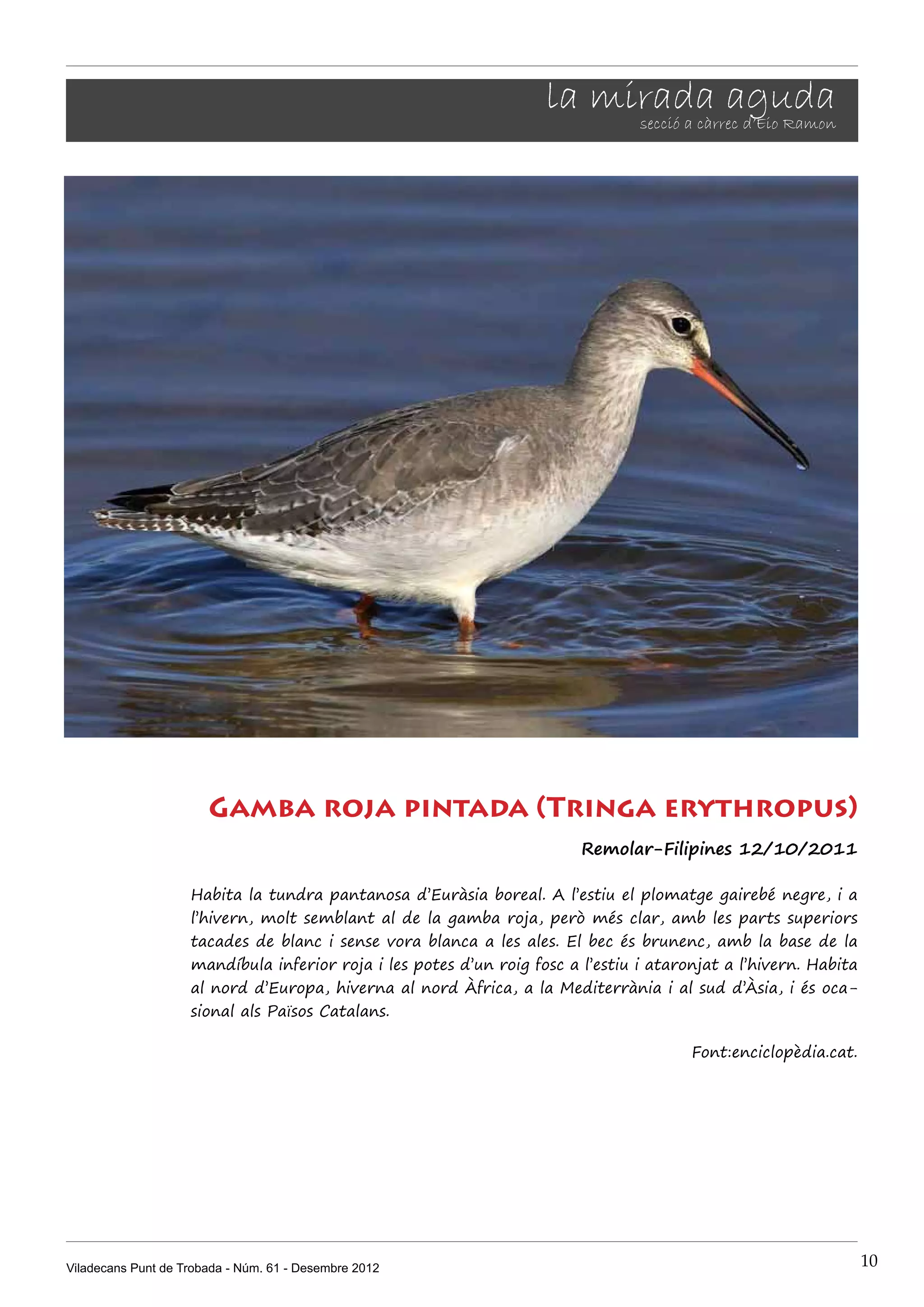 la mirada aguda
                                                                         secció a càrrec d’Eio Ramon




                       Gamba roja pintada (Tringa erythropus)
                                                                         Remolar-Filipines 12/10/2011

                    Habita la tundra pantanosa d’Euràsia boreal. A l’estiu el plomatge gairebé negre, i a
                    l’hivern, molt semblant al de la gamba roja, però més clar, amb les parts superiors
                    tacades de blanc i sense vora blanca a les ales. El bec és brunenc, amb la base de la
                    mandíbula inferior roja i les potes d’un roig fosc a l’estiu i ataronjat a l’hivern. Habita
                    al nord d’Europa, hiverna al nord Àfrica, a la Mediterrània i al sud d’Àsia, i és oca-
                    sional als Països Catalans.

                                                                                        Font:enciclopèdia.cat.




Viladecans Punt de Trobada - Núm. 61 - Desembre 2012                                                              10
 