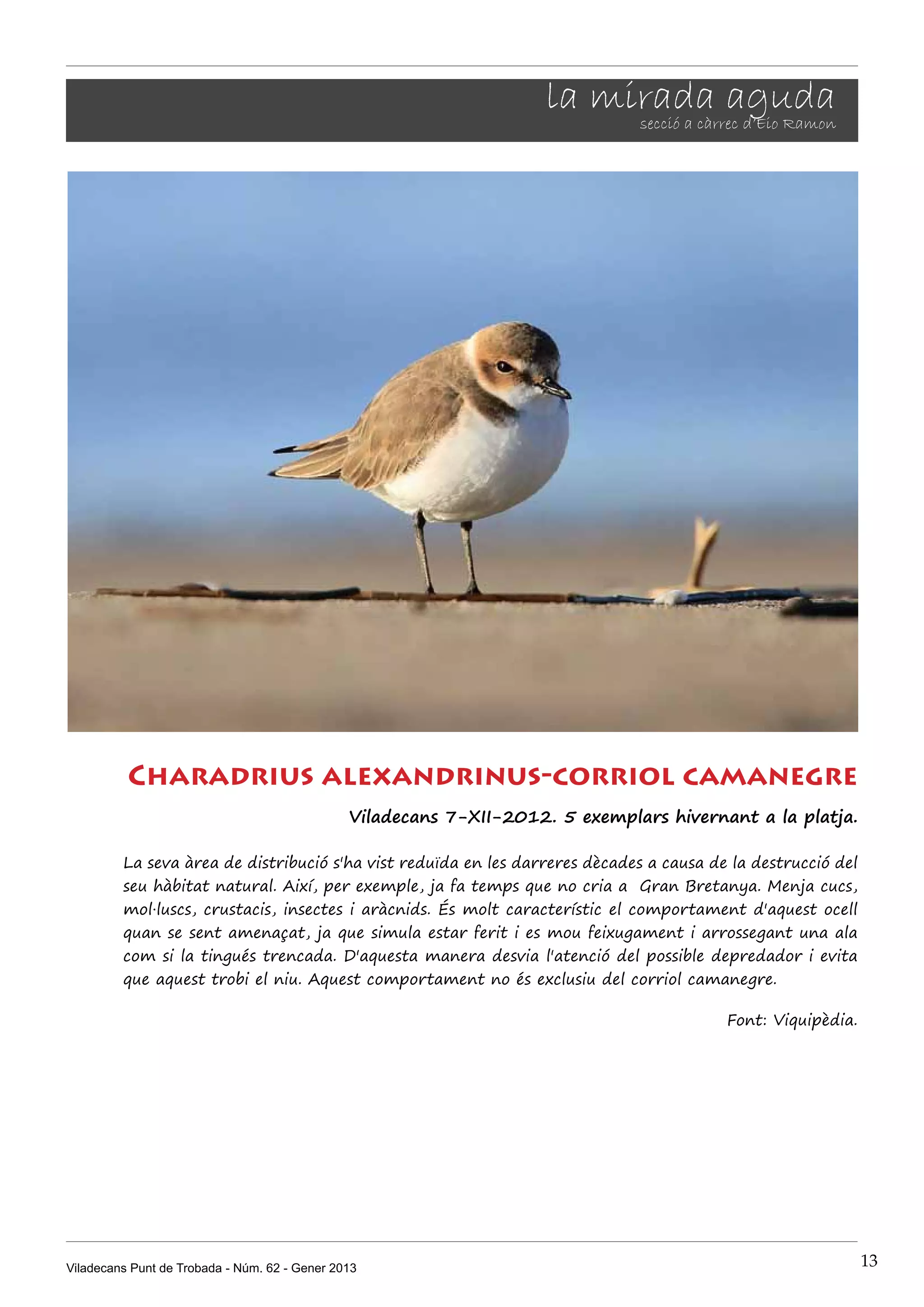la mirada aguda
                                                                          secció a càrrec d’Eio Ramon




          Charadrius alexandrinus-corriol camanegre
                                               Viladecans 7-XII-2012. 5 exemplars hivernant a la platja.

         La seva àrea de distribució s'ha vist reduïda en les darreres dècades a causa de la destrucció del
         seu hàbitat natural. Així, per exemple, ja fa temps que no cria a Gran Bretanya. Menja cucs,
         mol·luscs, crustacis, insectes i aràcnids. És molt característic el comportament d'aquest ocell
         quan se sent amenaçat, ja que simula estar ferit i es mou feixugament i arrossegant una ala
         com si la tingués trencada. D'aquesta manera desvia l'atenció del possible depredador i evita
         que aquest trobi el niu. Aquest comportament no és exclusiu del corriol camanegre.

                                                                                         Font: Viquipèdia.




Viladecans Punt de Trobada - Núm. 62 - Gener 2013                                                             13
 