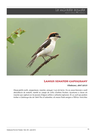 Viladecans Punt de Trobada - Núm. 68 - Juliol 2013 11
la mirada agudasecció a càrrec d’Eio Ramon
Lanius senator-capsigrany
Viladecans, abril 2013
Menja petits ocells, sargantanes, insectes, aranyes i cucs de terra. Viu en zones boscoses o amb
abundància de matolls; també en camps de cultiu d’arbres fruiters. Acostuma a clavar els
insectes que captura en les punxes d’alguns arbres o arbustos espinosos. És un ocell que podem
trobar a Catalunya des de l’abril fins al setembre; els mesos freds emigra a l’Àfrica. Font:Xtec
 