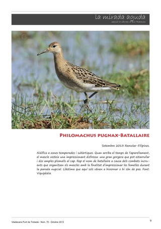 la mirada aguda
secció a càrrec d’Eio Ramon

Philomachus pugnax-Batallaire
Setembre 2013 Remolar-Filipines.
Nidifica a zones temperades i subàrtiques. Quan arriba el temps de l’aparellament,
el mascle vesteix una impressionant disfressa: una gran gorgera que pot estarrufar
i dos amples plomalls al cap. Rep el nom de batallaire a causa dels combats incruents que organitzen els mascles amb la finalitat d’impressionar les femelles durant
la parada nupcial. Llàstima que aquí sols vénen a hivernar o hi són de pas. Font:
Viquipèdia.

Viladecans Punt de Trobada - Núm. 70 - Octubre 2013

9

 