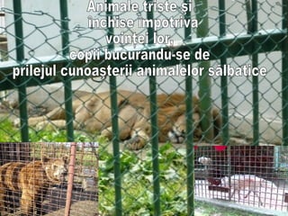Animale triste şi închise împotriva  voinţei lor,  copii bucurandu-se de  prilejul cunoaşterii animalelor sălbatice 