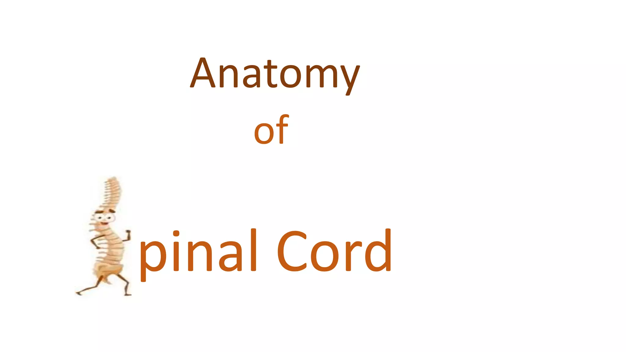The Anatomy of Spinal Cord Biology Diagrams