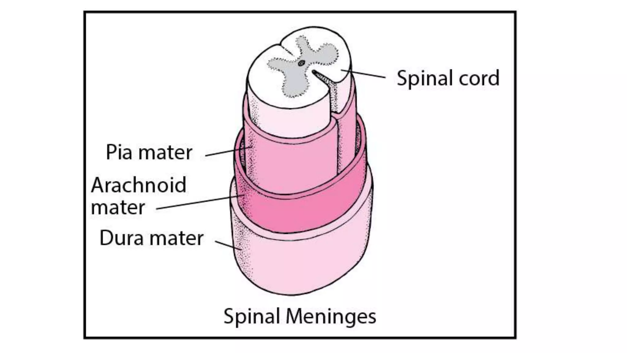 The Anatomy of Spinal Cord Biology Diagrams