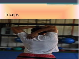 Triceps
 