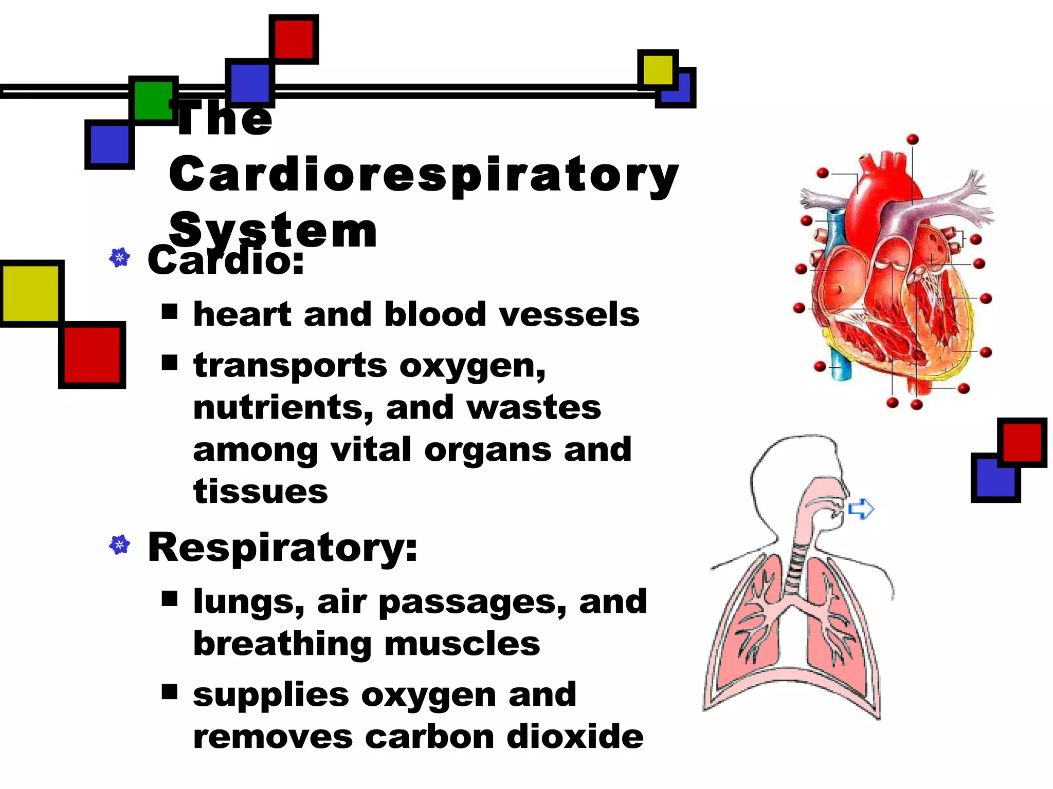 The Cardiorespiratory System Cardio:  heart and blood vessels transports oxygen, nutrients, and wastes among vital organs and tissues Respiratory:  lungs, air passages, and breathing muscles supplies oxygen and removes carbon dioxide 