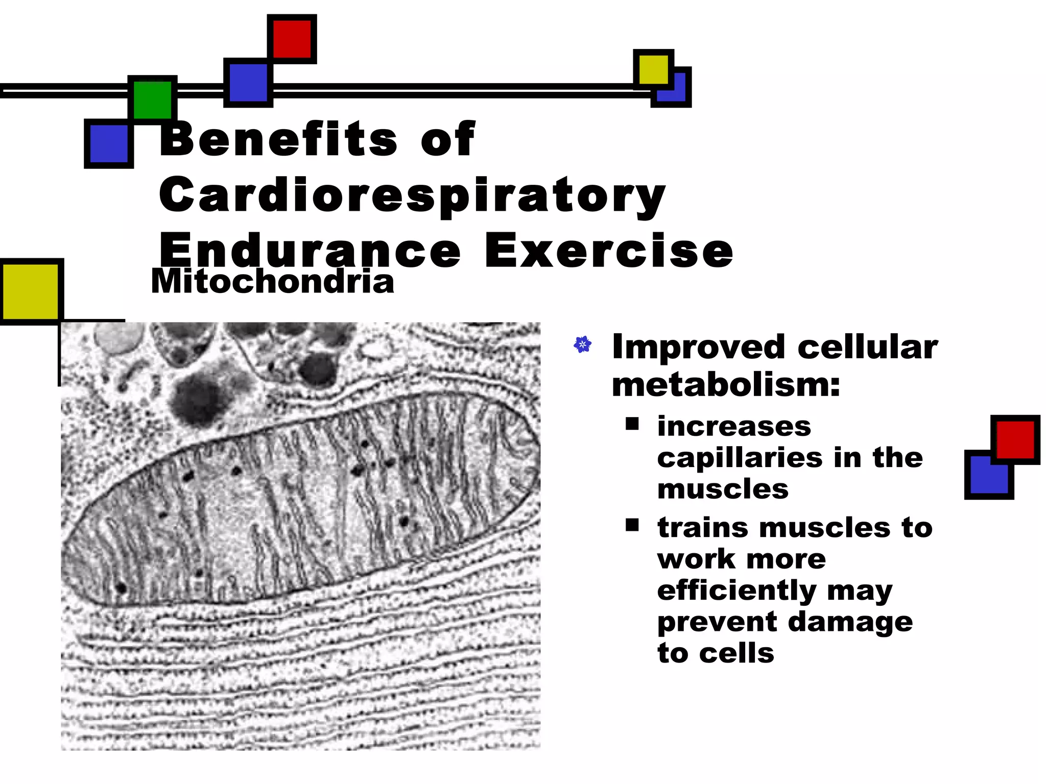 Benefits of Cardiorespiratory Endurance Exercise Improved cellular metabolism:  increases capillaries in the muscles  trains muscles to work more efficiently may prevent damage to cells Mitochondria 