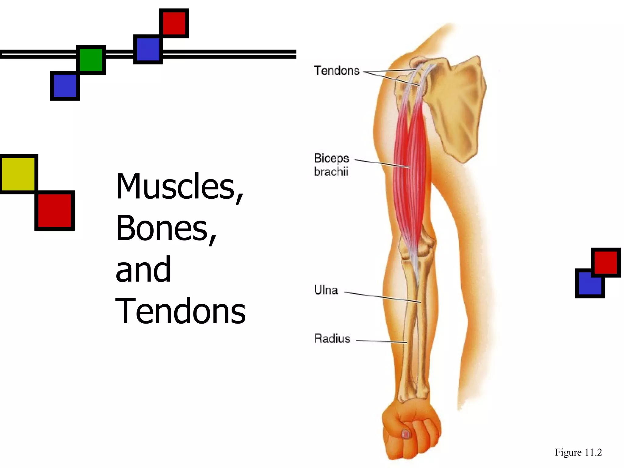 Muscles, Bones, and Tendons Figure 11.2 