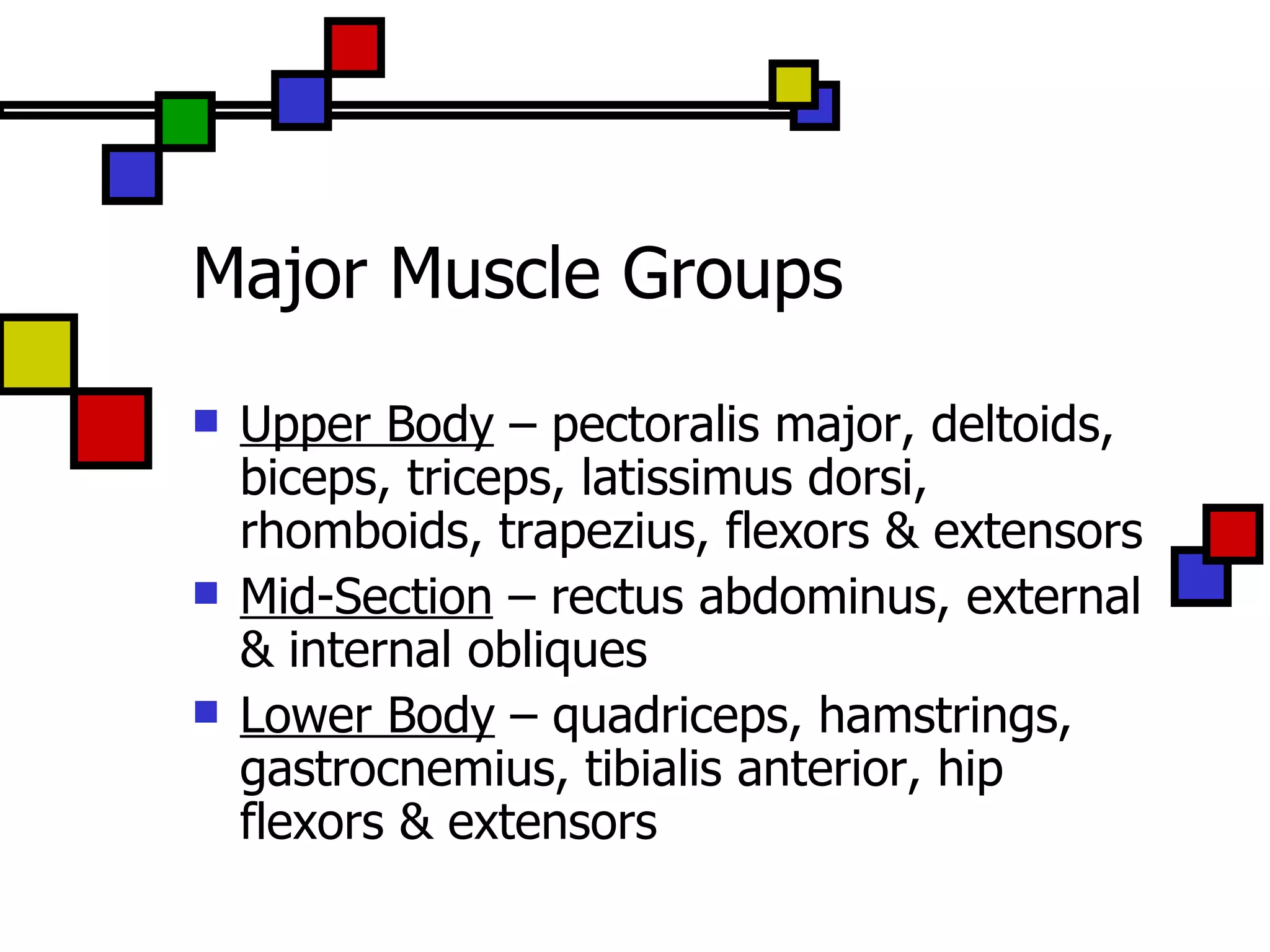 Major Muscle Groups Upper Body  – pectoralis major, deltoids, biceps, triceps, latissimus dorsi, rhomboids, trapezius, flexors & extensors Mid-Section  – rectus abdominus, external & internal obliques Lower Body  – quadriceps, hamstrings, gastrocnemius, tibialis anterior, hip flexors & extensors 
