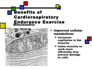 Benefits of Cardiorespiratory Endurance Exercise ,[object Object],[object Object],[object Object],Mitochondria 