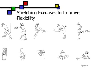 Stretching Exercises to Improve Flexibility Figure 11.3 