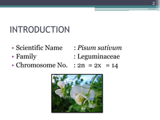Pea | PDF