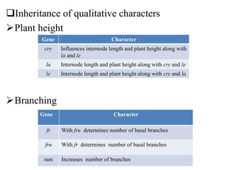 Inheritance of qualitative characters
Plant height
Branching
Gene Character
cry Influences internode length and plant height along with
la and le
la Internode length and plant height along with cry and le
le Internode length and plant height along with cry and la
Gene Character
fr With fru determines number of basal branches
fru With fr determines number of basal branches
ram Increases number of branches
 