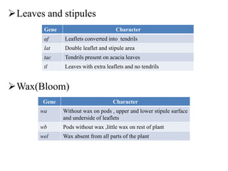 Leaves and stipules
Wax(Bloom)
Gene Character
af Leaflets converted into tendrils
lat Double leaflet and stipule area
tac Tendrils present on acacia leaves
tl Leaves with extra leaflets and no tendrils
Gene Character
wa Without wax on pods , upper and lower stipule surface
and underside of leaflets
wb Pods without wax ,little wax on rest of plant
wel Wax absent from all parts of the plant
 