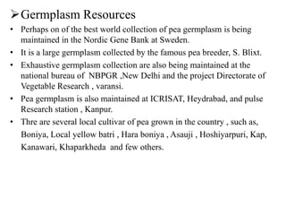 Germplasm Resources
• Perhaps on of the best world collection of pea germplasm is being
maintained in the Nordic Gene Bank at Sweden.
• It is a large germplasm collected by the famous pea breeder, S. Blixt.
• Exhaustive germplasm collection are also being maintained at the
national bureau of NBPGR ,New Delhi and the project Directorate of
Vegetable Research , varansi.
• Pea germplasm is also maintained at ICRISAT, Heydrabad, and pulse
Research station , Kanpur.
• Thre are several local cultivar of pea grown in the country , such as,
Boniya, Local yellow batri , Hara boniya , Asauji , Hoshiyarpuri, Kap,
Kanawari, Khaparkheda and few others.
 