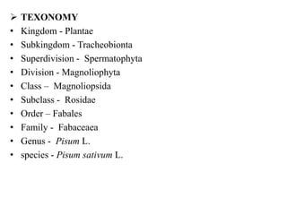  TEXONOMY
• Kingdom - Plantae
• Subkingdom - Tracheobionta
• Superdivision - Spermatophyta
• Division - Magnoliophyta
• Class – Magnoliopsida
• Subclass - Rosidae
• Order – Fabales
• Family - Fabaceaea
• Genus - Pisum L.
• species - Pisum sativum L.
 