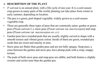  DESCRIPTION OF THE PLANT
• P. sativum is an annual plant, with a life cycle of one year. It is a cool-season
crop grown in many parts of the world; planting can take place from winter to
early summer, depending on location.
• The pea is a green, pod-shaped vegetable, widely grown as a cool-season
vegetable crop.
• There are generally three types of peas that are commonly eaten: garden or green
peas (Pisum sativum L.), snow peas (Pisum sativum var. macrocarpon) and snap
peas (Pisum sativum var. macrocarpon ser. cv.)
• Garden peas have rounded pods that are usually slightly curved in shape with a
smooth texture and vibrant green colour. Inside of them are green, rounded pea
seeds that are sweet and starchy in taste.
• Snow peas are flatter than garden peas and are not fully opaque. Snap peas, a
cross between the garden and snow pea, have plump pods with a crisp, snappy
texture.
• The pods of both snow peas and snap peas are edible, and both feature a slightly
sweeter and cooler taste than the garden pea.
 