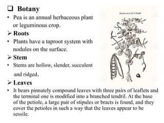  Botany
• Pea is an annual herbaceous plant
or leguminous crop.
 Roots
• Plants have a taproot system with
nodules on the surface.
 Stem
• Stems are hollow, slender, succulent
and ridged.
 Leaves
• It bears pinnately compound leaves with three pairs of leaflets and
the terminal one is modified into a branched tendril. At the base
of the petiole, a large pair of stipules or bracts is found, and they
cover the petioles in such a way that the leaves appear to be
sessile.
 