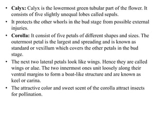• Calyx: Calyx is the lowermost green tubular part of the flower. It
consists of five slightly unequal lobes called sepals.
• It protects the other whorls in the bud stage from possible external
injuries.
• Corolla: It consist of five petals of different shapes and sizes. The
outermost petal is the largest and spreading and is known as
standard or vexillum which covers the other petals in the bud
stage.
• The next two lateral petals look like wings. Hence they are called
wings or alae. The two innermost ones unit loosely along their
ventral margins to form a boat-like structure and are known as
keel or carina.
• The attractive color and sweet scent of the corolla attract insects
for pollination.
 