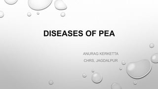 DISEASES OF PEA
ANURAG KERKETTA
CHRS, JAGDALPUR
 