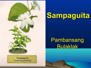 PambansangPambansang
BulaklakBulaklak
SampaguitaSampaguita
 