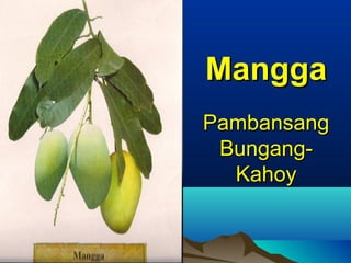 PambansangPambansang
Bungang-Bungang-
KahoyKahoy
ManggaMangga
 