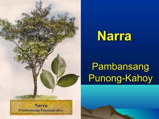 NarraNarra
PambansangPambansang
Punong-KahoyPunong-Kahoy
 