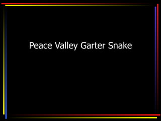 Peace Valley Garter Snake 