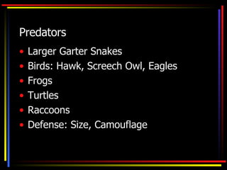 Predators Larger Garter Snakes Birds: Hawk, Screech Owl, Eagles Frogs Turtles Raccoons Defense: Size, Camouflage
