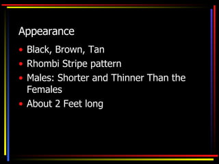 Appearance Black, Brown, Tan Rhombi Stripe pattern Males: Shorter and Thinner Than the Females About 2 Feet long