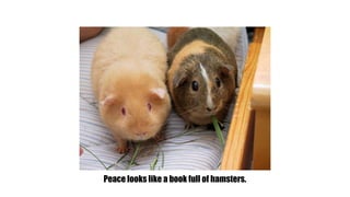 Peace looks like a book full of hamsters. 
 