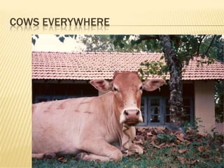 Peace corps sri lanka use this one