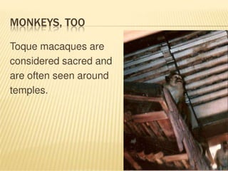 Peace corps sri lanka use this one