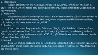 4. Redheaven:-
A cross of Halehaven and Kalehaven introduced by Stanley Johnston at Michigan in
1940. Firm flesh, which enables easy packing and handling, excellent red colour, good size and
heavy cropping.
5. Flordasun:-
A low chilling cultivar developed in Florida. It is an early maturing cultivar which ripens in
last week ofApril. Fruit medium sized, freestone, round shape with red blush on the surface,
pulp yellow, acidic sweet taste with 11.5%TSS.
6. Sharbati:-
It is a chance seedling selected at Sahranpur (Singh, 1960). It is late cultivar and fruits
ripen in second week of June. Fruits are medium size, clingstone and round oblong in shape.
Pulp is white, soft, juicy and aromatic with aTSS of 13.5%. It is a heavy yielder and most popular
cultivar of western U.P, India.
7. Sunred:-
It is a low chilling nectarine bred by R. H. Sharpe in Florida. Fruits are small in size, round,
bright red skin and of excellent dessert quality. Ripening occurs in first week of May. Requiring
300 chilling hours.
 
