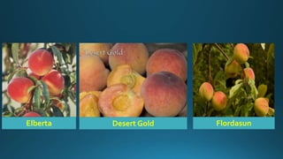 Elberta Desert Gold Flordasun
 