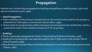 Propagation
Peaches are Commercially propagated by budding and grafting on seedling peach, plum and
apricot rootstocks (Layne, 1987).
• Seed Propagation:-
 Peach seedling are the principal rootstock all over the world and the seed for this purpose is
obtained from wild types or commercial cultivars (Rom, 1983).
 Peach seeds do not germinate readily and require low temperature for stratification which is
usually done under moist conditions at about 5°C for 70-90 days.
• Budding:-
Peach is generally propagated by Shield or Ring budding (Pathak and Pandey, 1976).
Budding during September was reported superior than in May-June in the western hills of
India (Srivastava,1966)
Ring Budding during April-May and Shield budding from June-September gave good success
(Thaper, 1960)
 